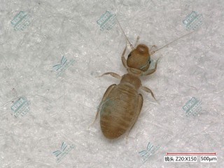 1684483863918011704.jpg 2书虱.jpg