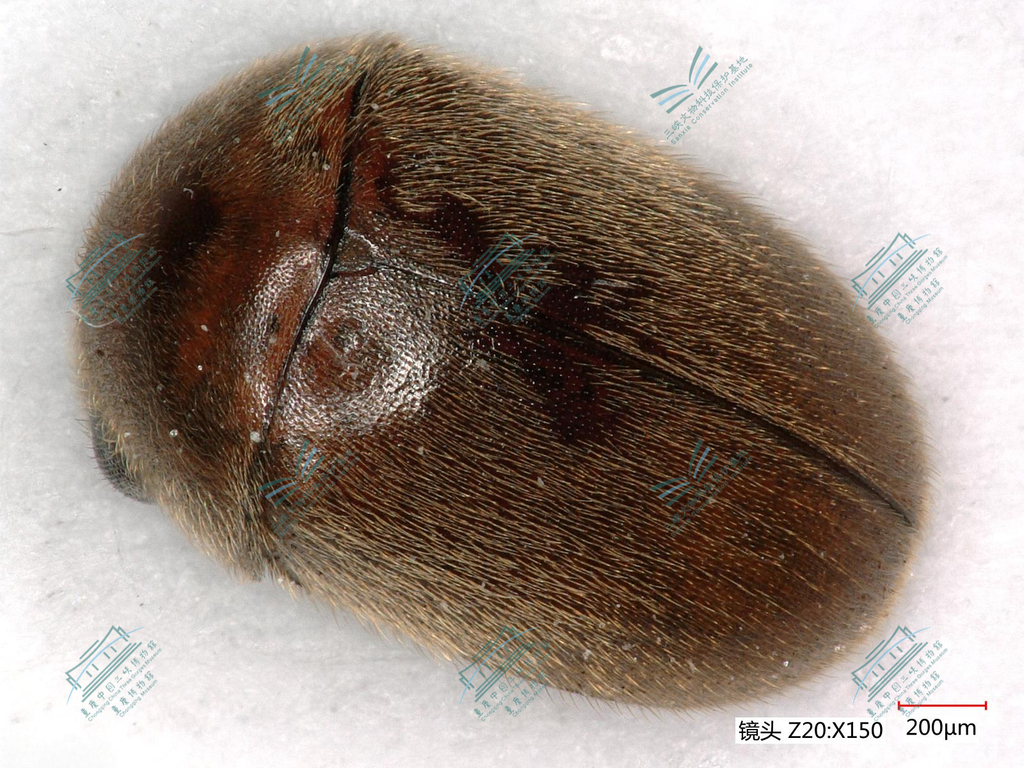 1684483624802027920.jpg 1烟草甲.jpg