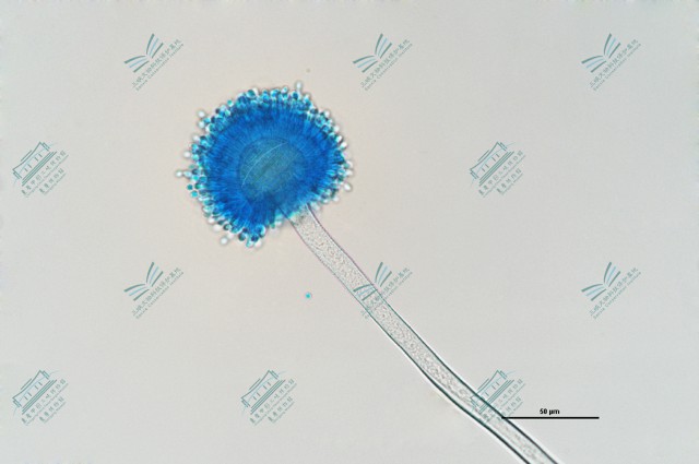 1-1.曲霉属-黄曲霉 Aspergillus flavus (2).jpg