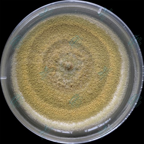 1-1.曲霉属-黄曲霉 Aspergillus flavus (1).jpg
