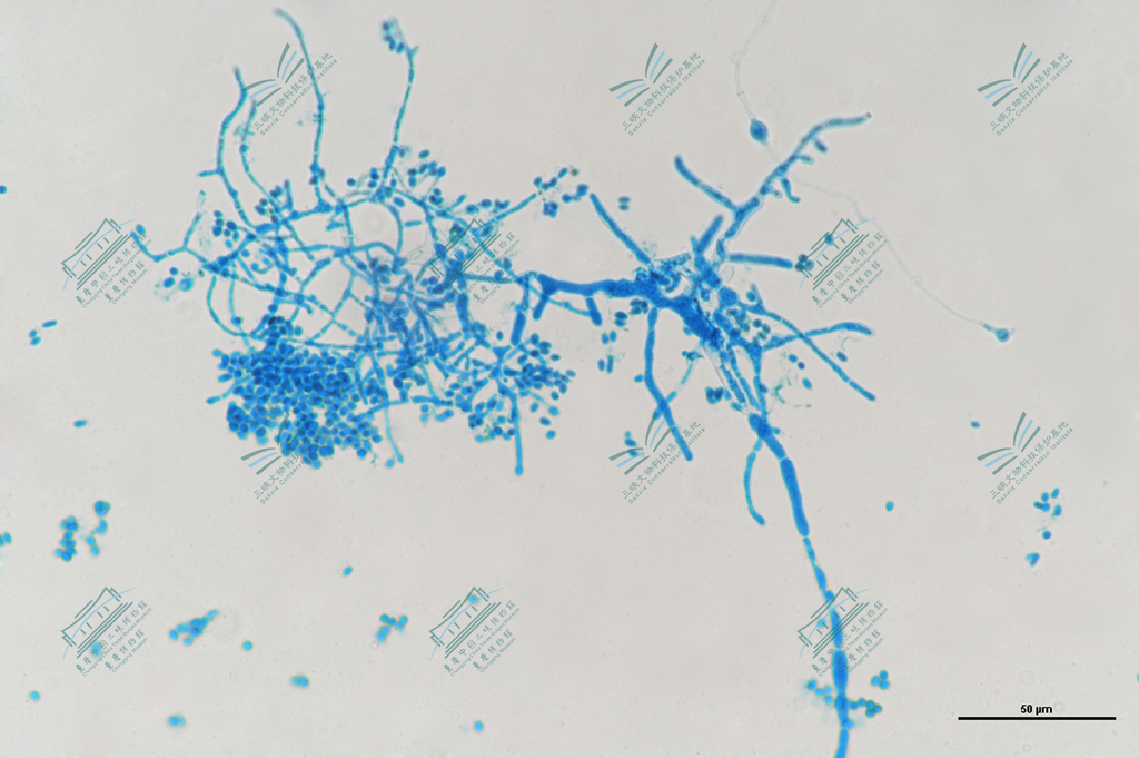3.木霉属-长枝木霉 Trichoderma longibrachiatum (2).jpg