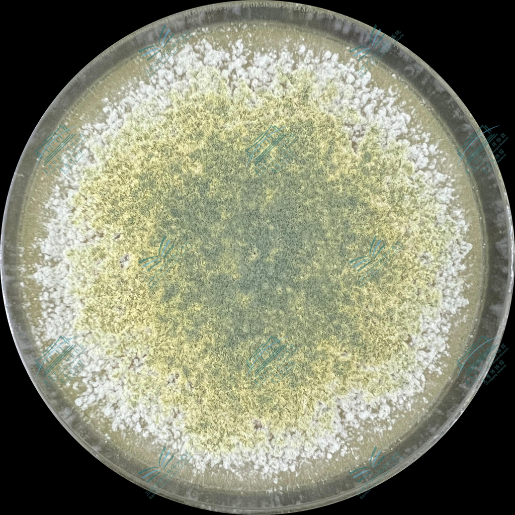 3.木霉属-长枝木霉 Trichoderma longibrachiatum (1).jpg