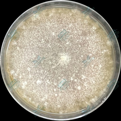 4.毛壳属-球毛壳 Chaetomium globosum (1).jpg